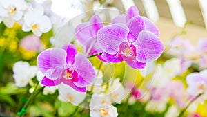 Pink orchid flower on colorful bokeh background