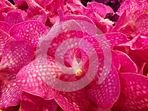 pink orchid flower in a floral arrangement, background and texture