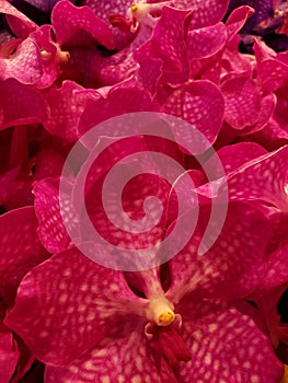 pink orchid flower in a floral arrangement, background and texture