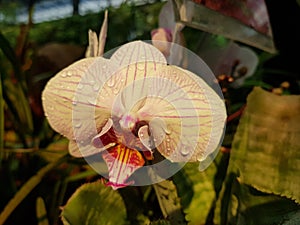 pink orchid flower in garden