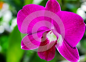 Pink Orchid flower in the garden, Phalaenopsis or Moth dendrobium Orchid flower.