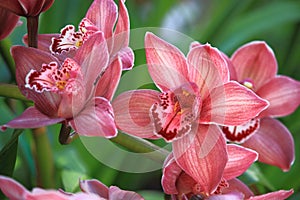 Pink Orchid Flower