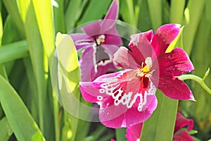 Pink orchid flower with green leaf background