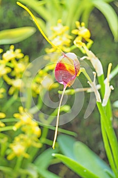 Pink orchid flower with green leaf background