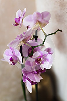 Pink orchid flower indoor, phalaenopsis