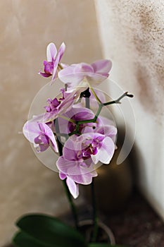 Pink orchid flower indoor, phalaenopsis