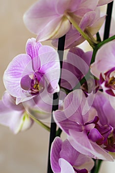 Pink orchid flower indoor, phalaenopsis