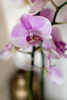 Pink orchid flower indoor, phalaenopsis