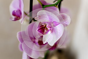 Pink orchid flower indoor, phalaenopsis