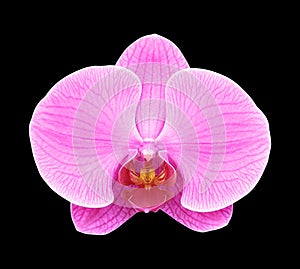 Pink orchid flower isolated on black background