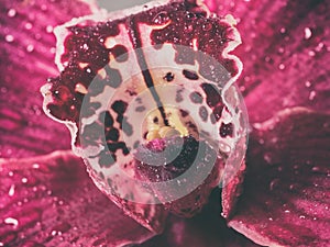 Pink orchid flower, macro image of exotic flowers with water drops, natural background