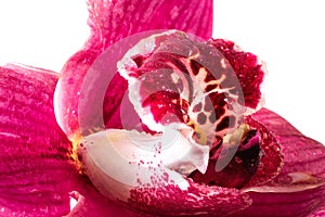 Pink orchid flower, macro image of exotic flowers with water drops, natural background