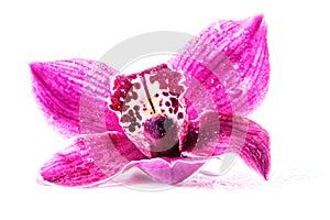 Pink orchid flower, macro image of exotic flowers with water drops, natural background