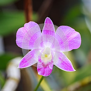 Pink Orchid Flower on Natural Background