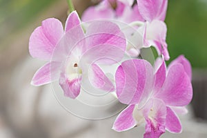 Pink Orchid Flower on Natural Background