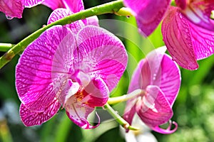 Pink orchid flower nature closeup