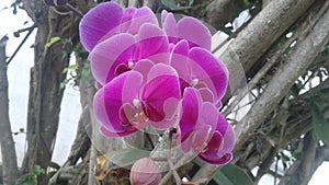 Pink Orchid Flower Nature Plants Trees
