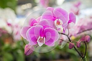 Pink orchid flower in the nursery