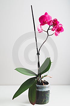 Pink orchid flower in a pot