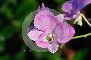 Pink orchid flower or purple orchid, purple flowers or Bulbophyllum or dendrobium orchid or Dendrobium sp or ORCHIDACEAE