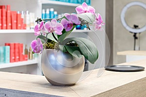 Pink orchid flower in silver pot on wooden desk in hair salon on blurred  background of shelves with cosmetic products