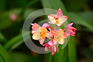 Pink Orchid flower (Spathoglottis plicata Blume)