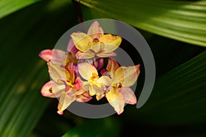 Pink Orchid flower (Spathoglottis plicata Blume)