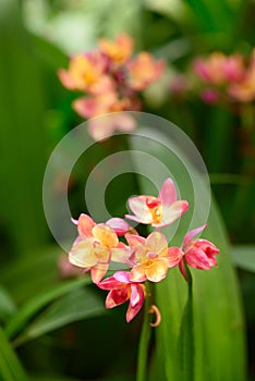 Pink Orchid flower (Spathoglottis plicata Blume)