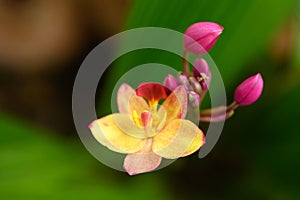 Pink Orchid flower (Spathoglottis plicata Blume)