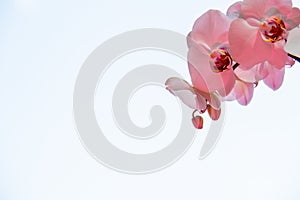 Pink orchid flower on a white background