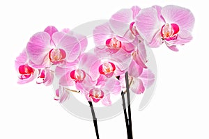 Pink orchid flowers