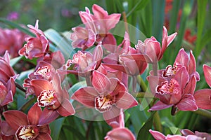 Pink Orchid Flowers