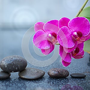 Pink orchid flowers and black spa stones on the gray table background.