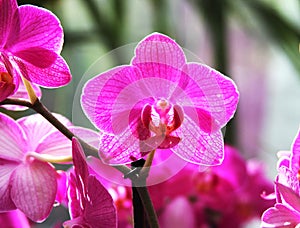 Pink orchid flowers in botanical garden