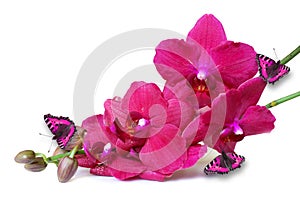 Pink Orchid flowers with butterflies on white