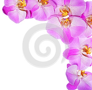 Pink Orchid Flowers isolated on white background. Beautiful