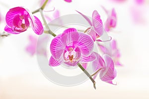 Pink orchid flowers macro