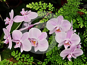 Pink orchid flowers with maiderhair fern plant