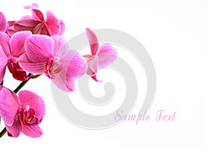 Pink orchid flowers over white with copyspace