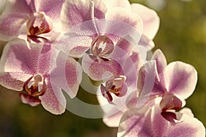 pink orchid flowers of phalaenopsis orchidaceae moth orchids closeup, flower