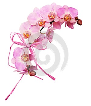 Pink orchid flowers and raffia bow in a waved floral arrangement