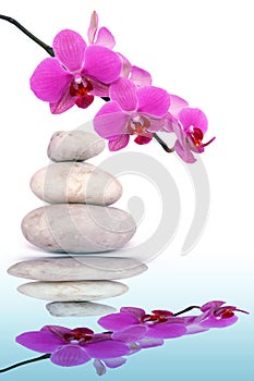 Pink orchid flowers and spa stone reflected in the water.