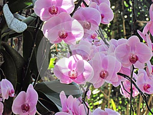 Pink orchid flowers on tree branch with sunlight