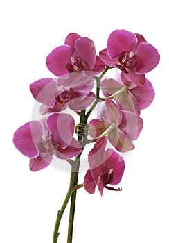 Pink orchid