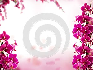 Pink orchid flowers on white space for text