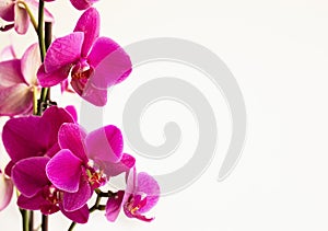 Pink orchid flowers on white space for text