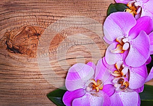 Pink Orchid Flowers on Wooden Background. Beautiful bouquet