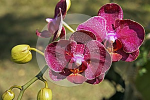 Pink orchid on garden, Phalenopsis