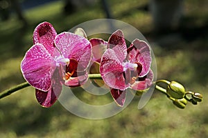 Pink orchid on garden, Phalenopsis