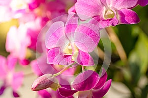 Pink orchid in garden with sunlight